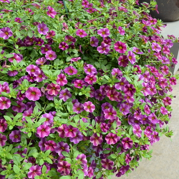 Calibrachoa 'Purple Star' 