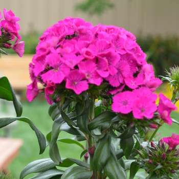 Dianthus 'Neon Purple' 