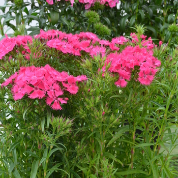 Dianthus 'Rose' 