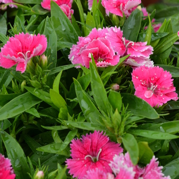 Dianthus Ideal Select™ 'Raspberry' Pinks from Garden Center Marketing
