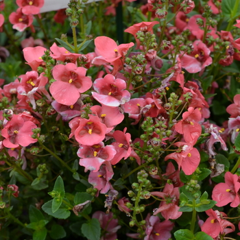 Diascia Diamonte 'Coral Rose'