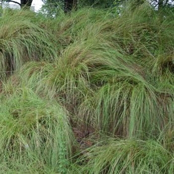 Eragrostis curvula