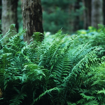 Athyrium pycnocarpon 