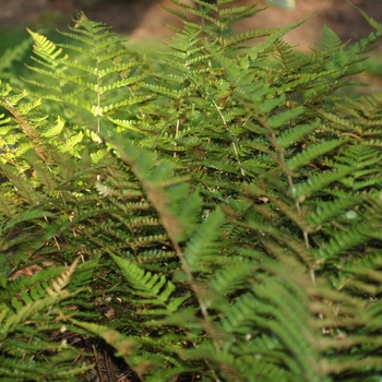 Dryopteris erythrosora