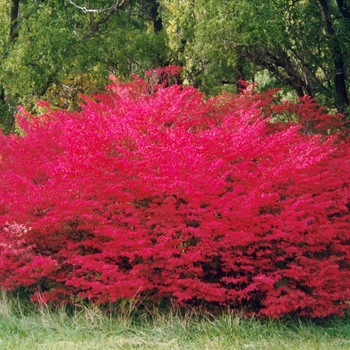 Euonymus alatus 'Compactus'