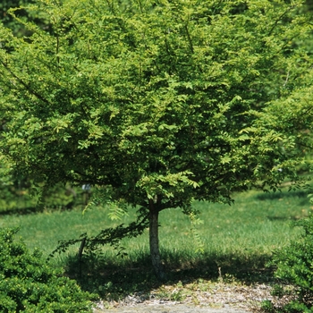 Euonymus alatus 