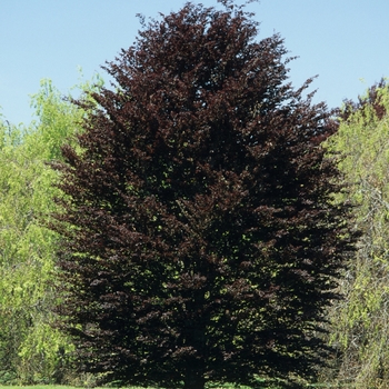 Fagus sylvatica 'Atropunicea'