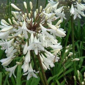 Agapanthus 'White Superior' 