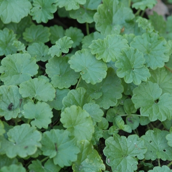 Glechoma hederacea 