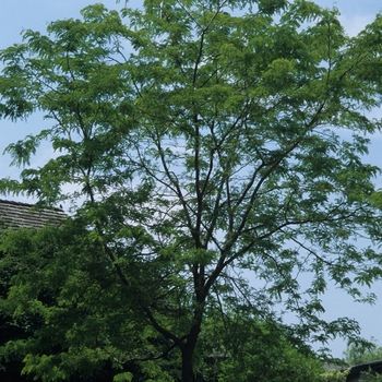 Gleditsia triacanthos var. inermis 'Sunburst®'