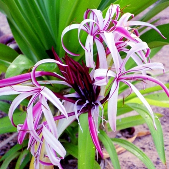 Crinum asiaticum