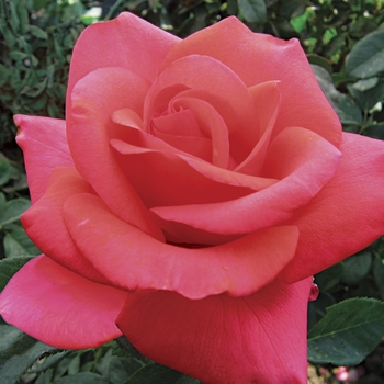 Rosa 'We Salute You™' PP18770