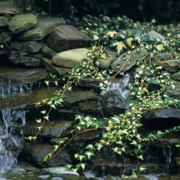 Hedera helix 'Gold Heart'