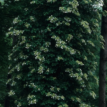 Hydrangea anomala petiolaris