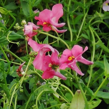 Diascia barberae 'Pink Queen' 