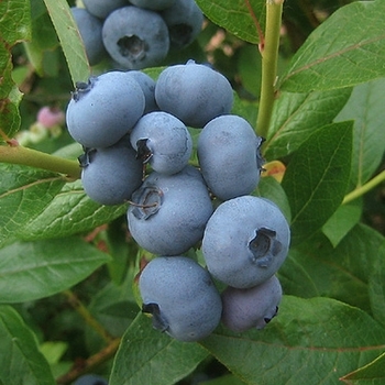 Vaccinium 'Windsor' 