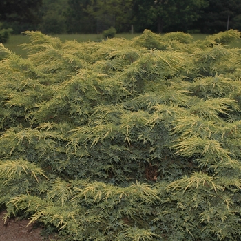 Juniperus chinensis 'Gold Star' 