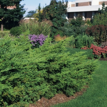 Juniperus chinensis 'Pfitzeriana (Wilhelm Pfitzeriana)' 