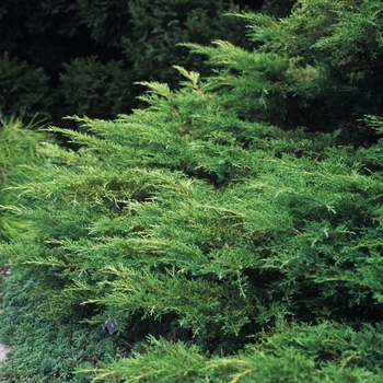 Juniperus chinensis 'Pfitzeriana Gold Star'