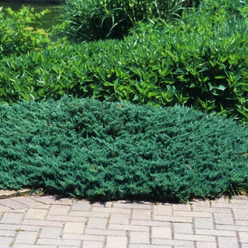 Juniperus horizontalis 'Blue Chip' 