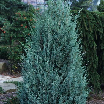 Juniperus scopulorum 'Wichita Blue' 