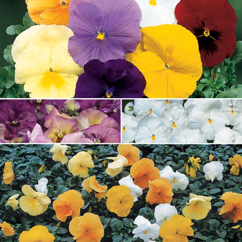 Viola x wittrockiana 'Solid Shades Multiple Varieties' 