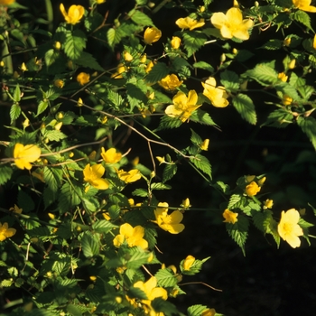 Kerria japonica 