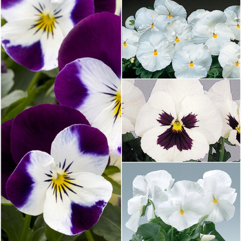 Viola x wittrockiana 'White Shades' 