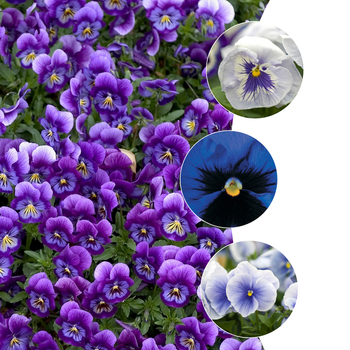 Viola x wittrockiana 'Blue Shades' 