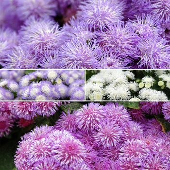 Ageratum houstonianum 'Series' 