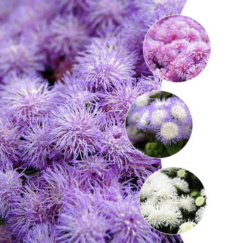 Ageratum houstonianum Patina™ 'Series'