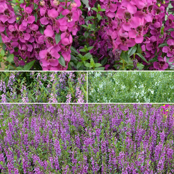 Angelonia angustifolia 'Series' 