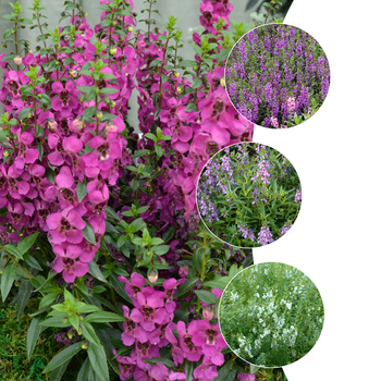 Angelonia angustifolia Angelmist™ 'Series'