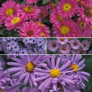 Aster novae-angliae 'Multiple Varieties' 