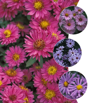 Aster novae-angliae 'Multiple Varieties'