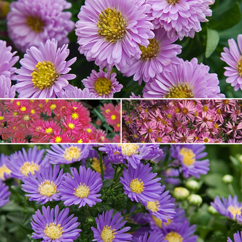 Aster novi belgii 'Multiple Varieties' 