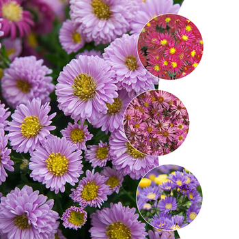 Aster novi belgii 'Multiple Varieties'