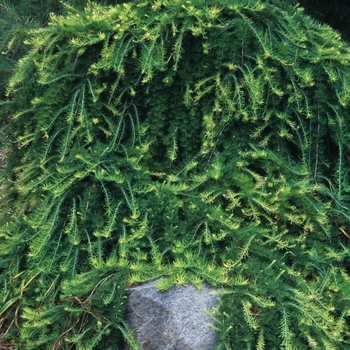 Larix decidua 'Pendula' (049937)