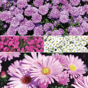 Aster dumosus 'Multiple Varieties' 