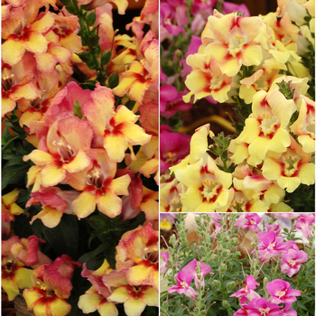 Antirrhinum Dragon™ 'Series'