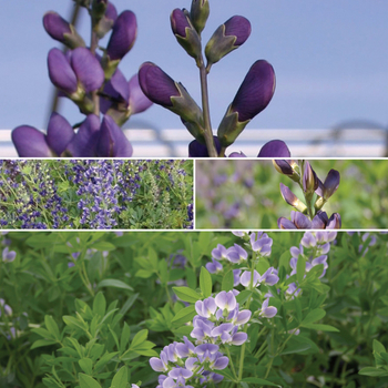 Baptisia 