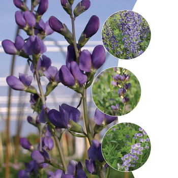 Baptisia 