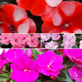 Impatiens hawkeri 'Multiple Varieties' 