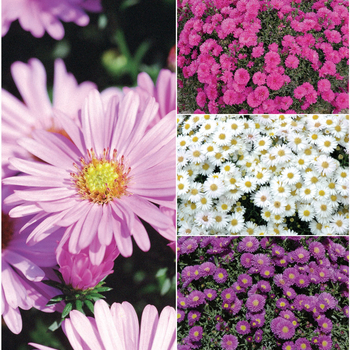 Aster 'Multiple Varieties' 