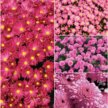 Chrysanthemum x morifolium 'Multiple Varieties'