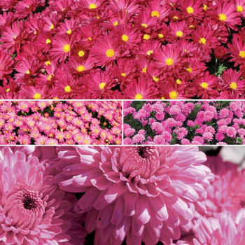 Chrysanthemum x morifolium 'Multiple Varieties' 