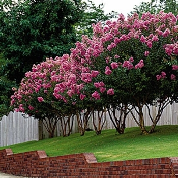 Lagerstroemia indica 'Carolina Beauty' 