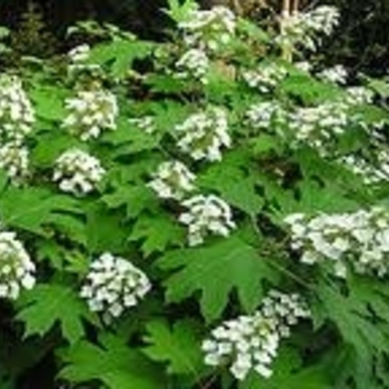 Hydrangea quercifolia 'Harmony' 