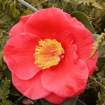 Camellia japonica 'Gunsmoke' 