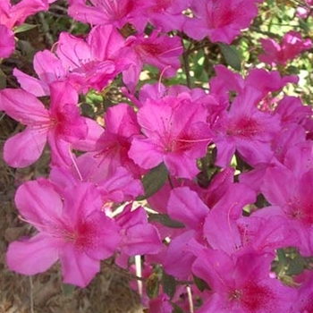 Rhododendron Southern Indica hybrid 'Lavender Formosa' 